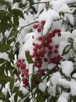 DSC02787.webp