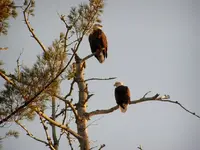 bald eagle 007.webp