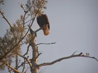 bald eagle 008.webp