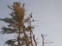 bald eagle 004.webp