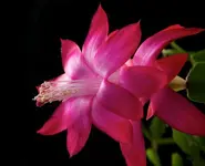 DSC_4650.webp