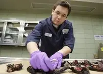 birddeathsmorex.webp