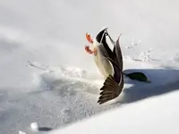 Duck takes a nose dive.webp