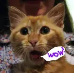 wowwee.webp
