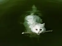 Fetching.webp