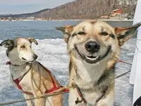 Happy.webp