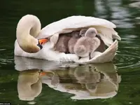 swan.webp