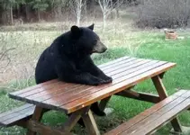 Waiting for lunch.webp