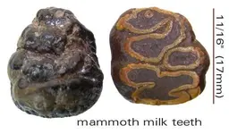 mammothmilkteeth.webp