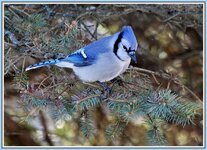 IMG_1491 jay by1 with border re.jpg