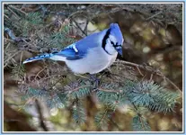 IMG_1491 jay by1 with border re.webp