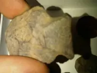 IMG00859-20101226-1552.webp