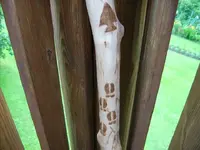 Walking Stick Shaft.webp