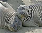 Elephant Seals at Piedras.jpg