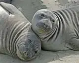 Elephant Seals at Piedras.webp