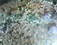 Picture 003.webp