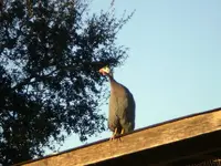 Guinea.webp