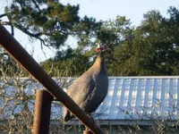 Guinea2.webp