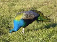 Peacock.webp