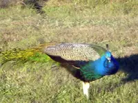Peacock2.webp