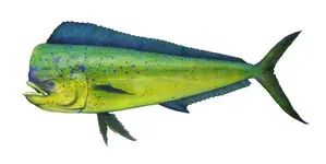 dolphin_fish.webp