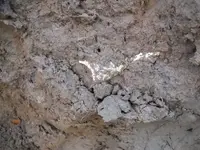 2-6-11 finds 008.webp