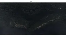 forest.webp