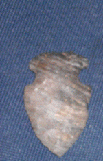 greybanded3.GIF