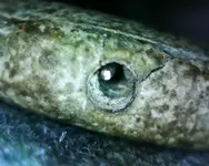 pin hole.webp