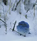 SNWBAL11211.webp