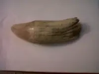 IMG01304-20110117-2113.webp