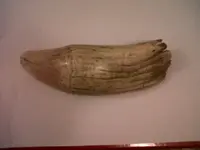 IMG01305-20110117-2114.webp