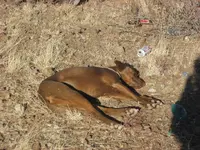 mocha passed out.webp