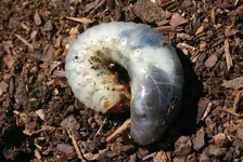 grub-CRW_1514.webp