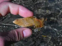 DSCF0035.webp