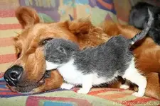 Pet Shots # 17.webp