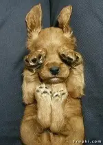 Pet Shots #18.webp