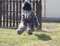 Pet Shots #20.webp