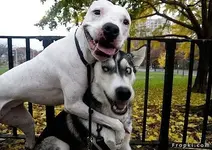Pet Shots #21.webp