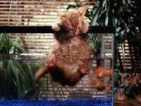 Pet shots #22.webp