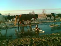 Pet shots #24.webp