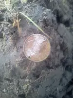 florin.webp