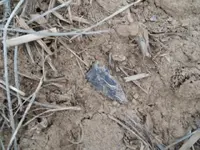 P1010237.webp