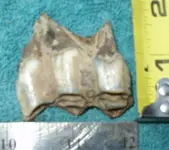 Tooth2.webp