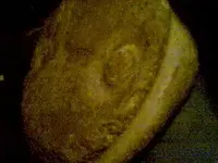 Picture_.2.webp