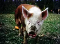 little pig.webp