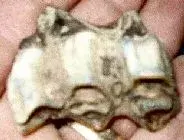 Tooth.webp