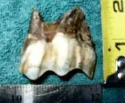 Tooth1.webp