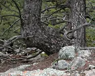 DSCN0810bent tree zoom (Small).webp