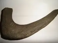 fossil 2.webp